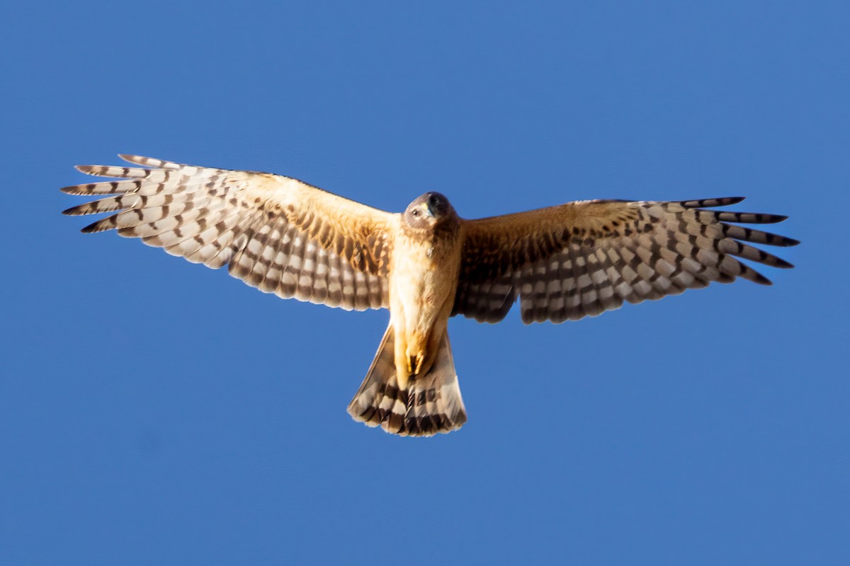 Northern Harrier - ML617737161