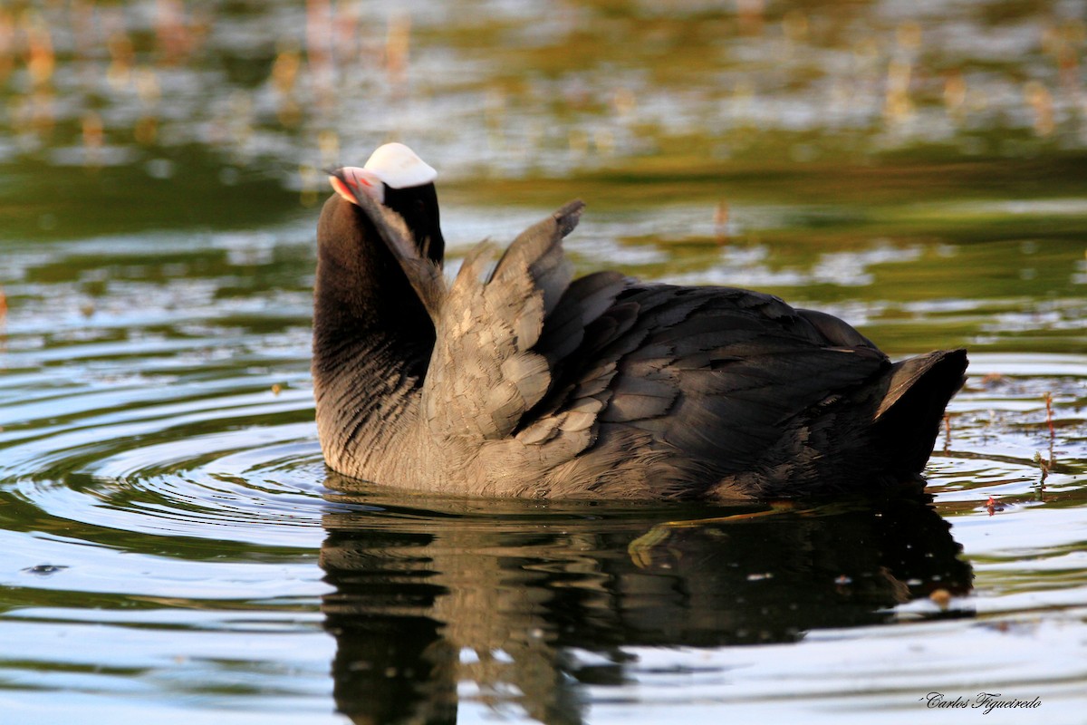 Eurasian Coot - Carlos Figueiredo