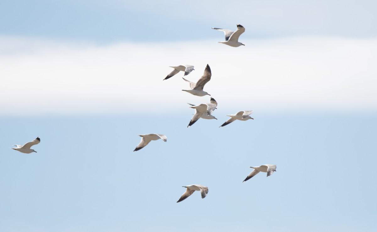 California Gull - ML617737215