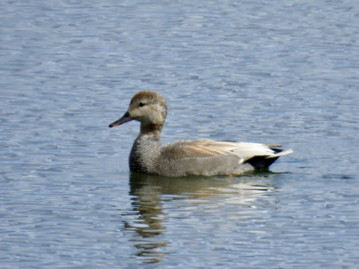 Canard chipeau - ML617737228