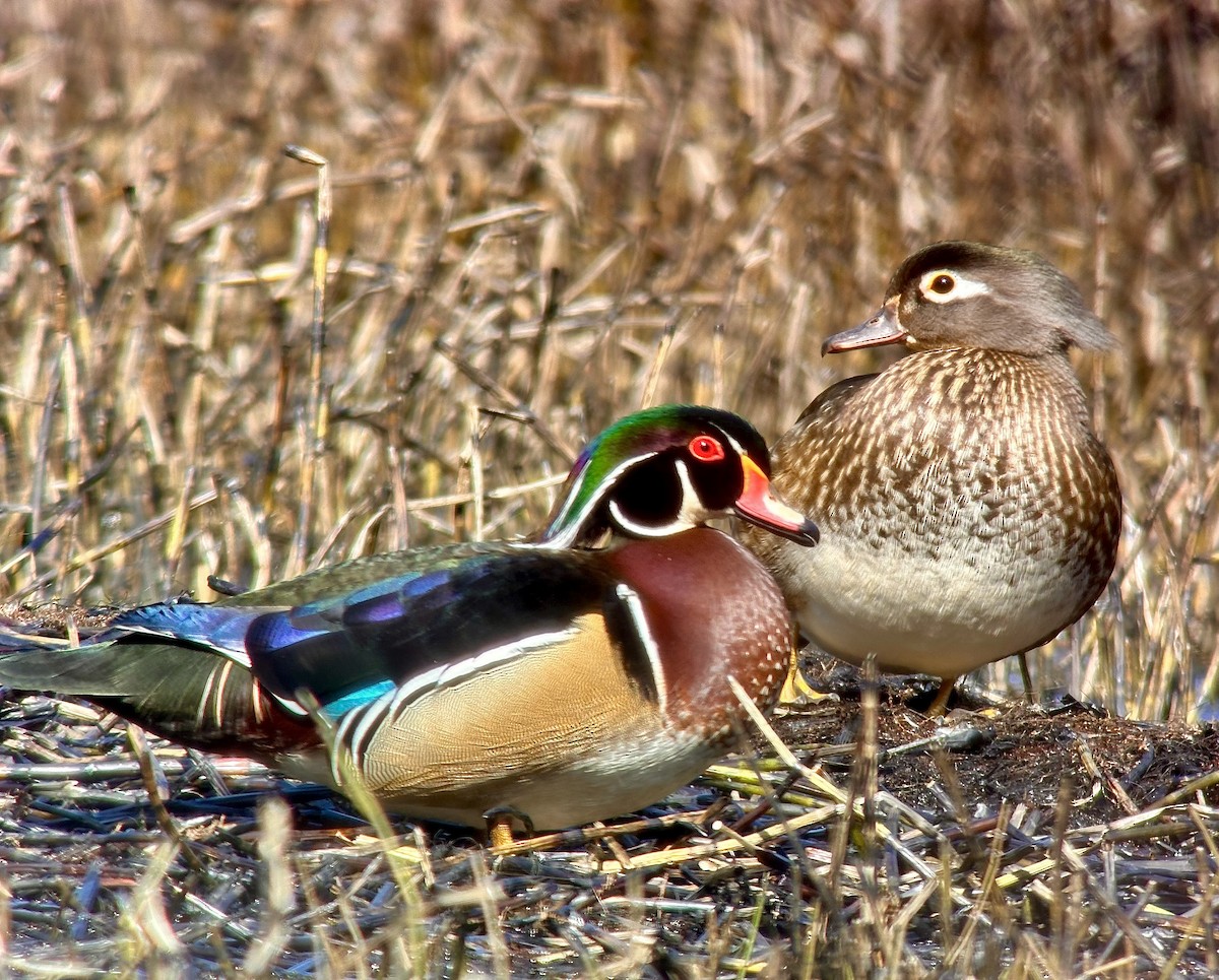 Wood Duck - ML617737239