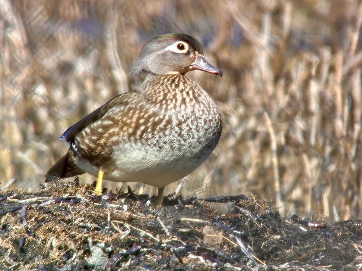 Wood Duck - ML617737241