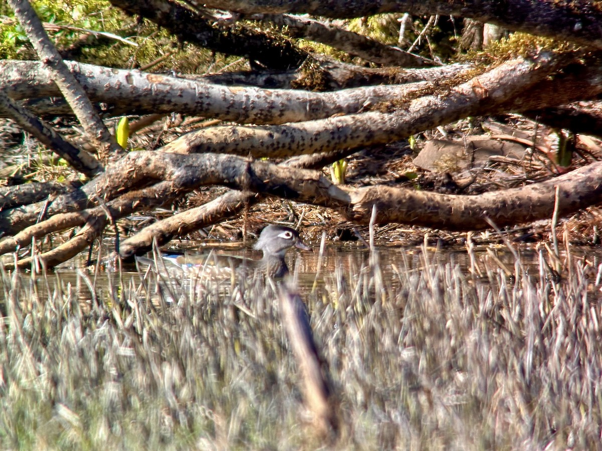 Wood Duck - ML617737256