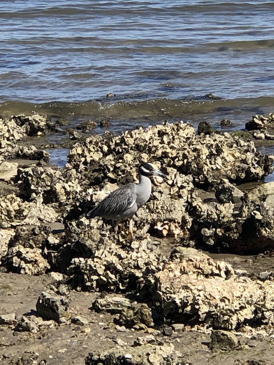 Yellow-crowned Night Heron (Yellow-crowned) - Anonymous