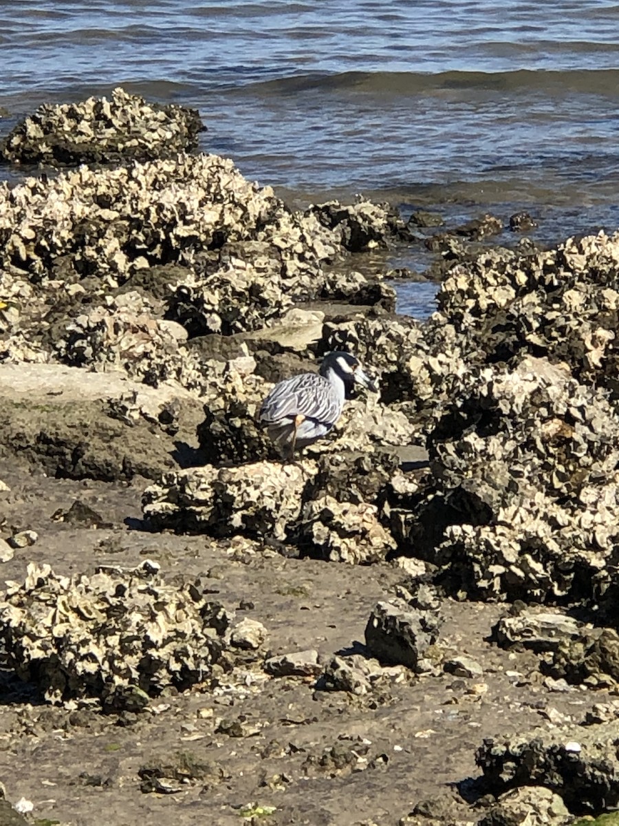 Yellow-crowned Night Heron (Yellow-crowned) - Anonymous