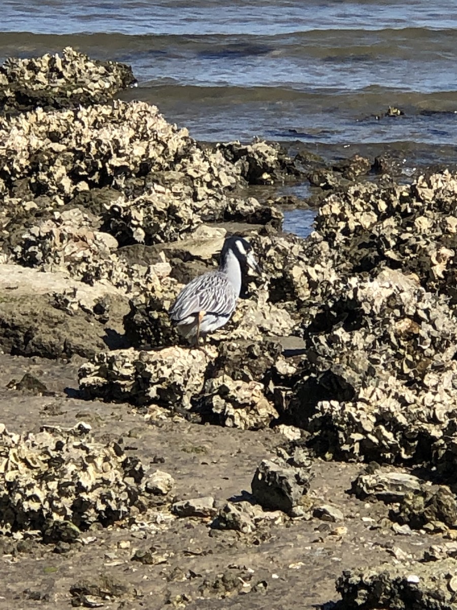 Yellow-crowned Night Heron (Yellow-crowned) - Anonymous