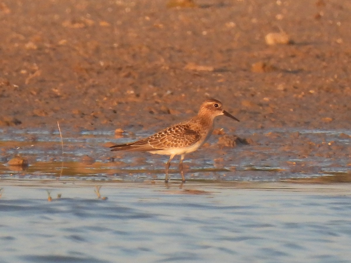 Baird's Sandpiper - ML617737325