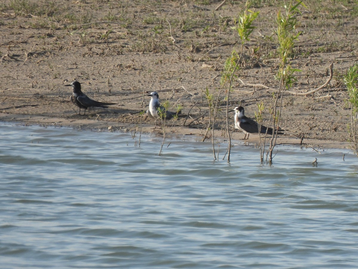 Black Tern - ML617737328