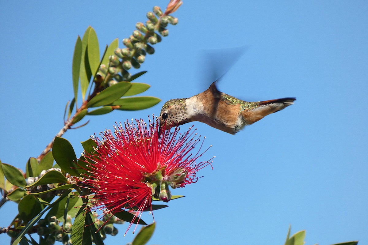 Rufous Hummingbird - D Krajnovich