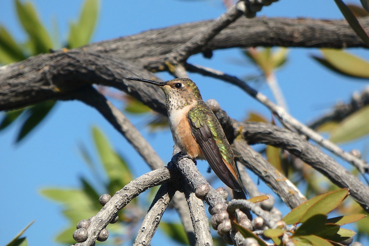 Rufous Hummingbird - ML617737350