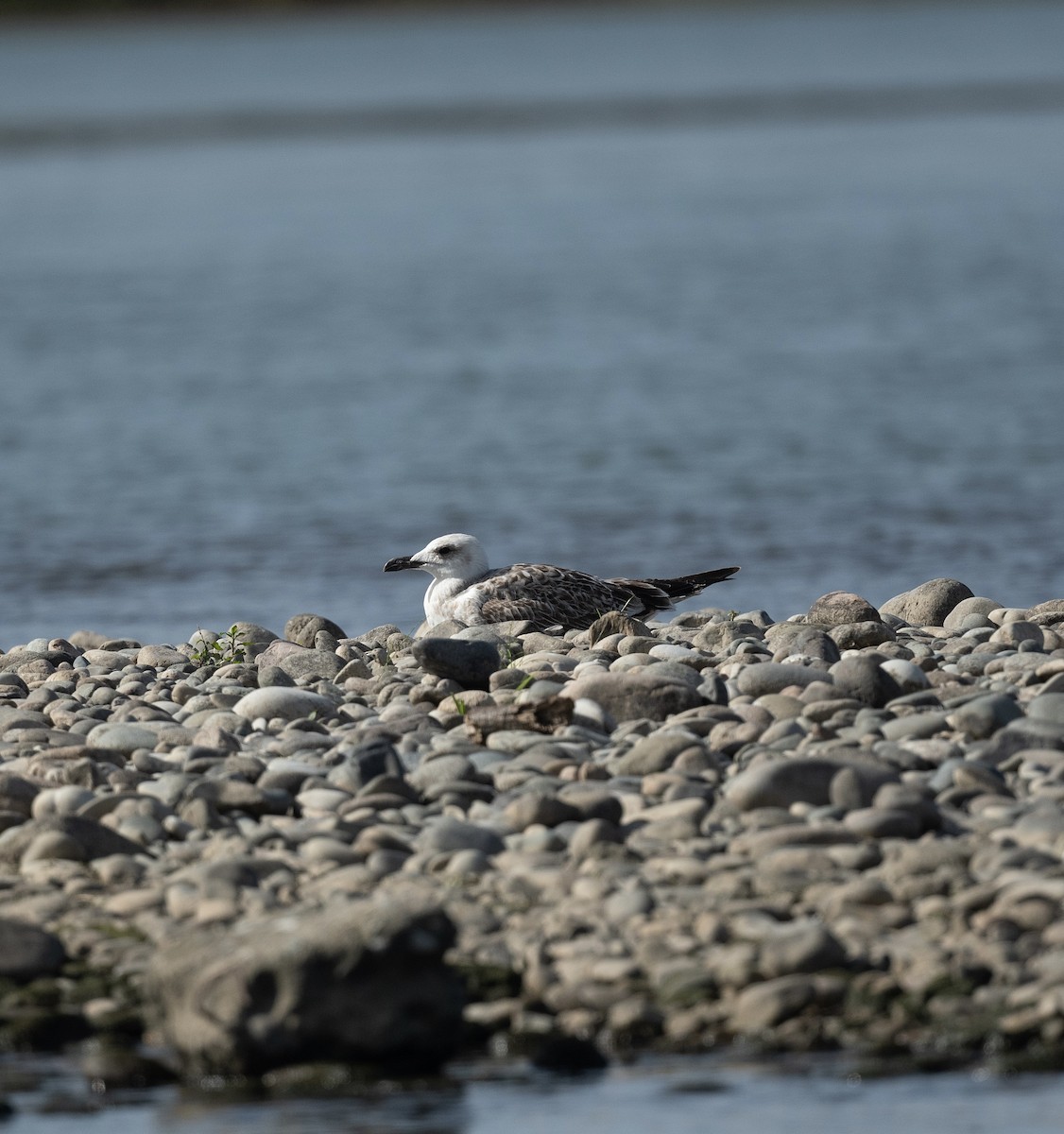 Yellow-legged Gull - Anand ramesh