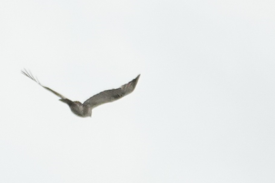 Eastern Buzzard - ML617737402