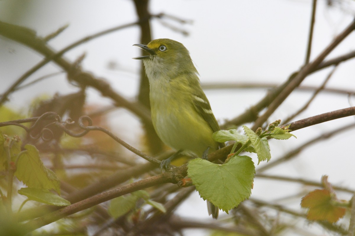 White-eyed Vireo - ML617737451