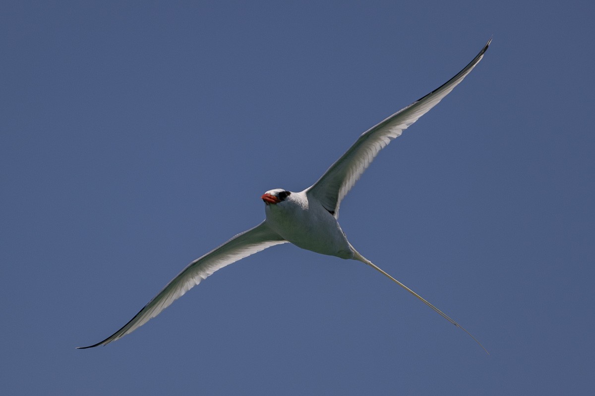 Red-billed Tropicbird - Michael Cook