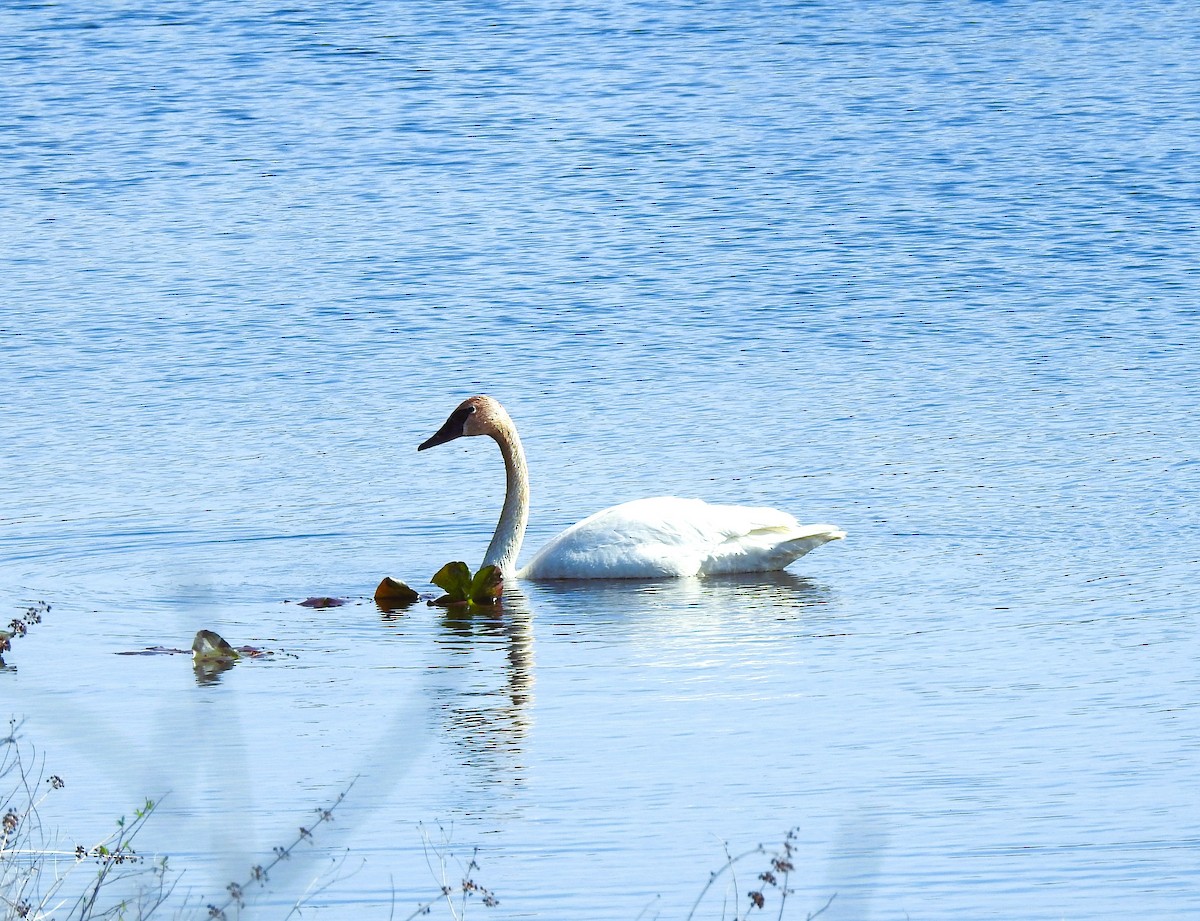 Trumpeter Swan - ML617737504