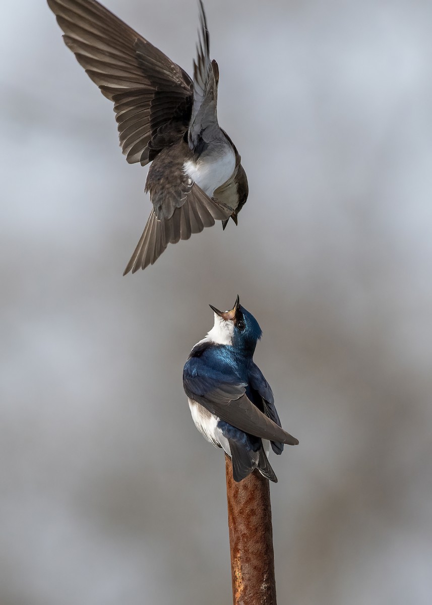 Tree Swallow - ML617737508