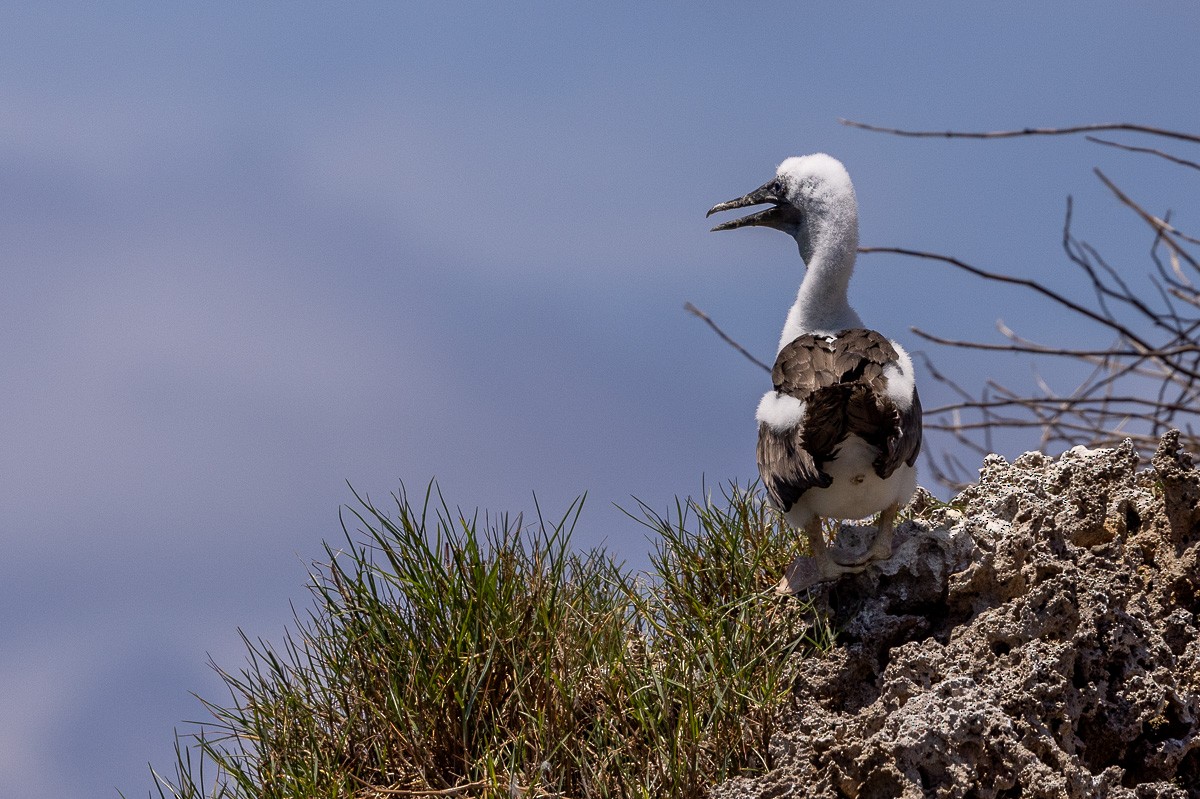 Brown Booby - Michael Cook