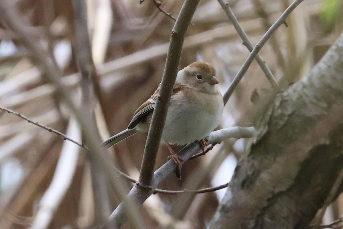 Field Sparrow - ML617737593