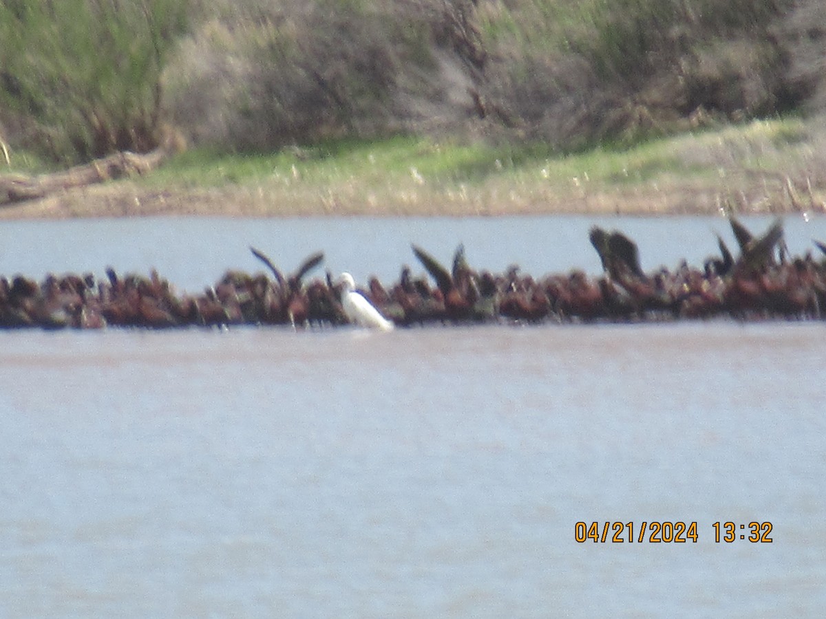 White-faced Ibis - ML617737607