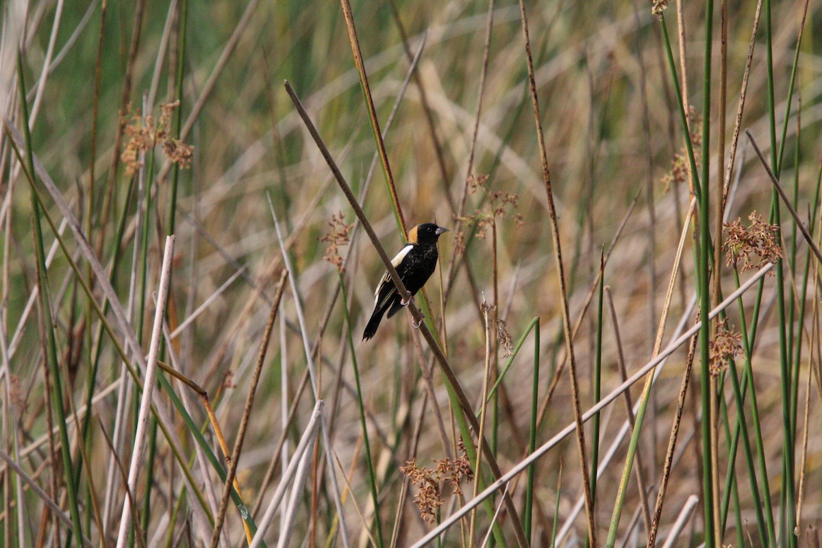 bobolink - ML617737611