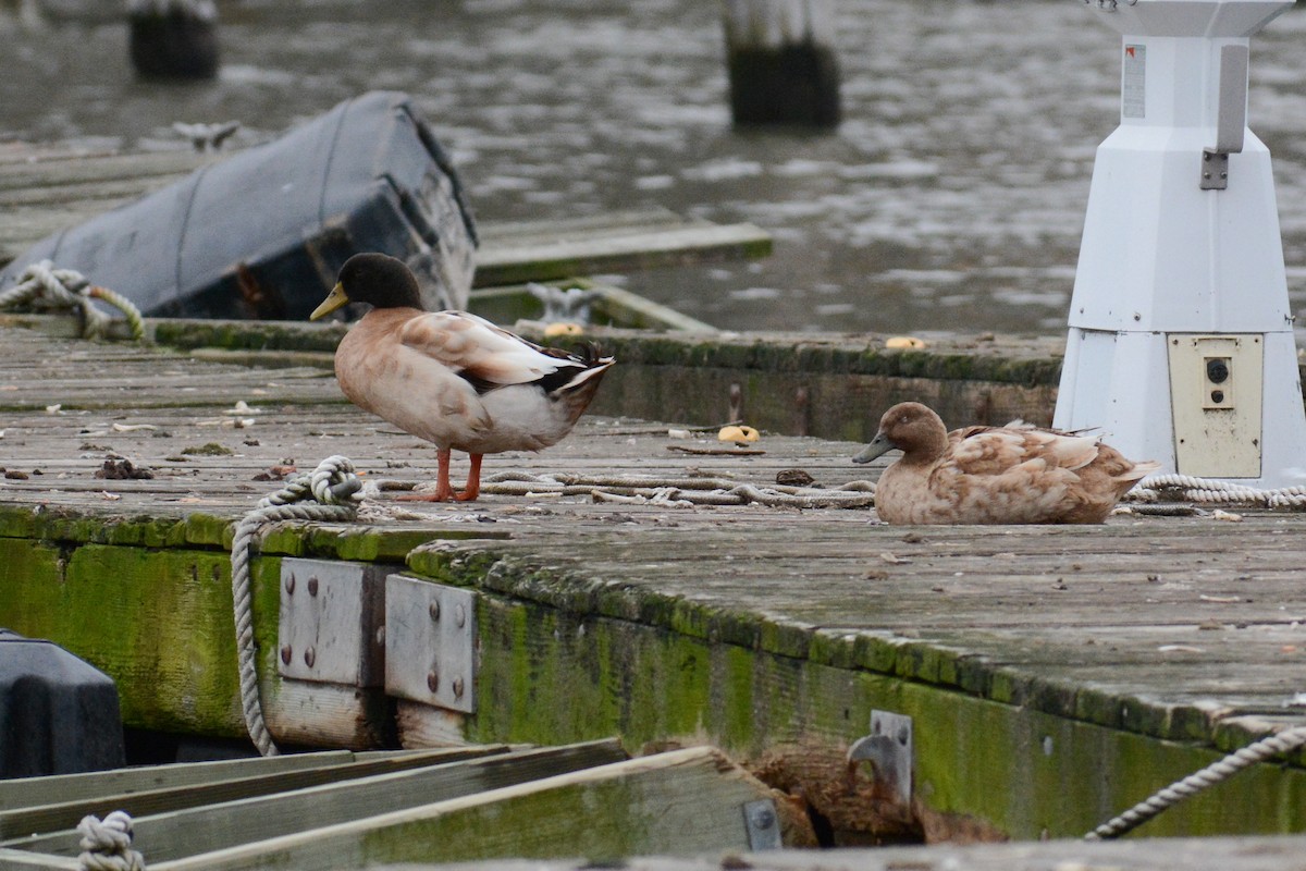 Mallard (Domestic type) - ML617737671