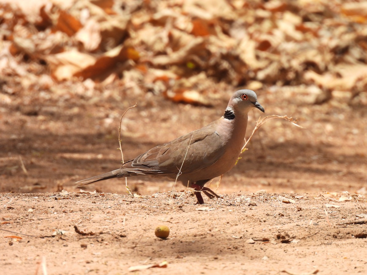 Mourning Collared-Dove - Toby Phelps