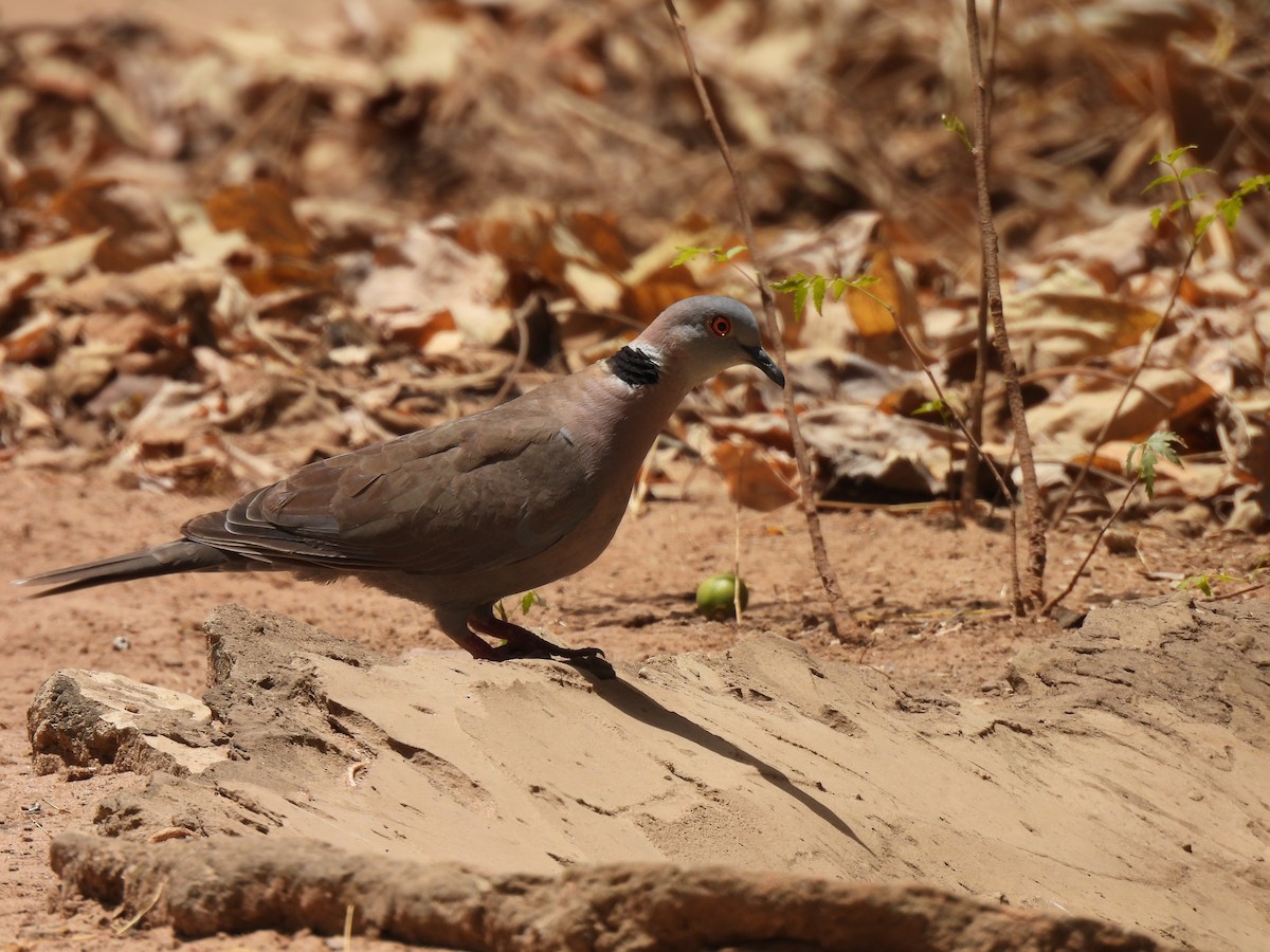 Mourning Collared-Dove - Toby Phelps