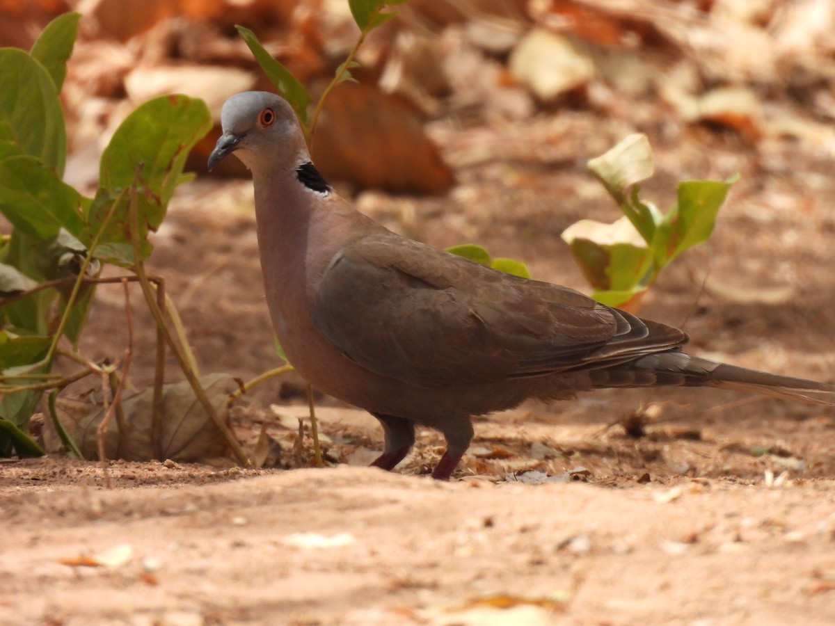 Mourning Collared-Dove - Toby Phelps