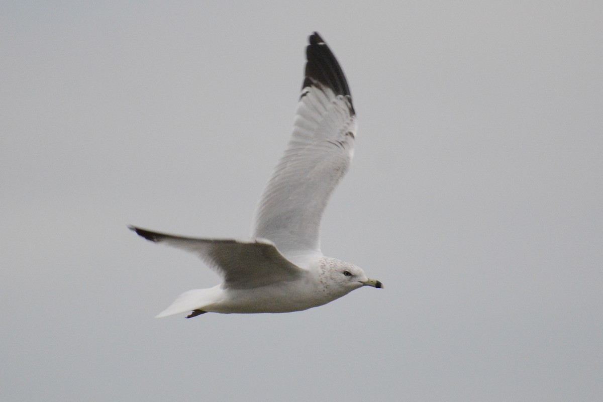 Ring-billed Gull - ML617737692