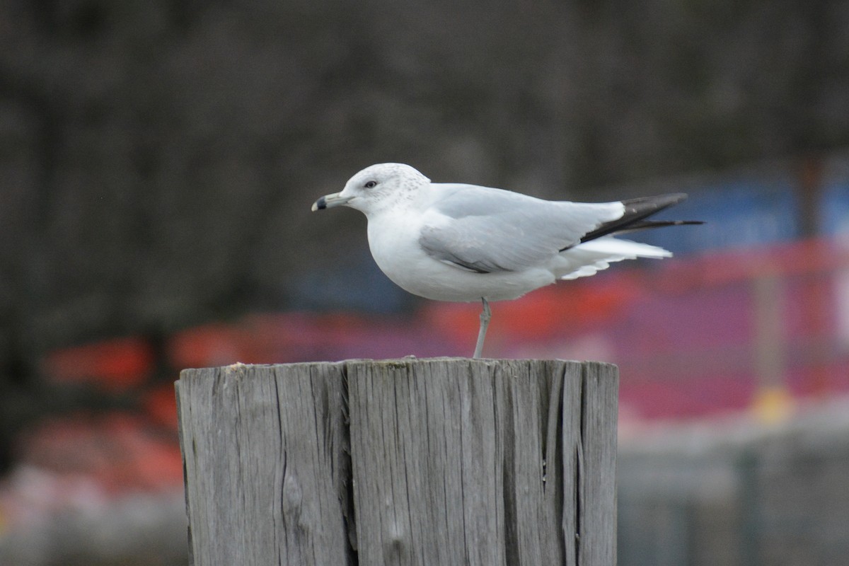 Ring-billed Gull - ML617737693