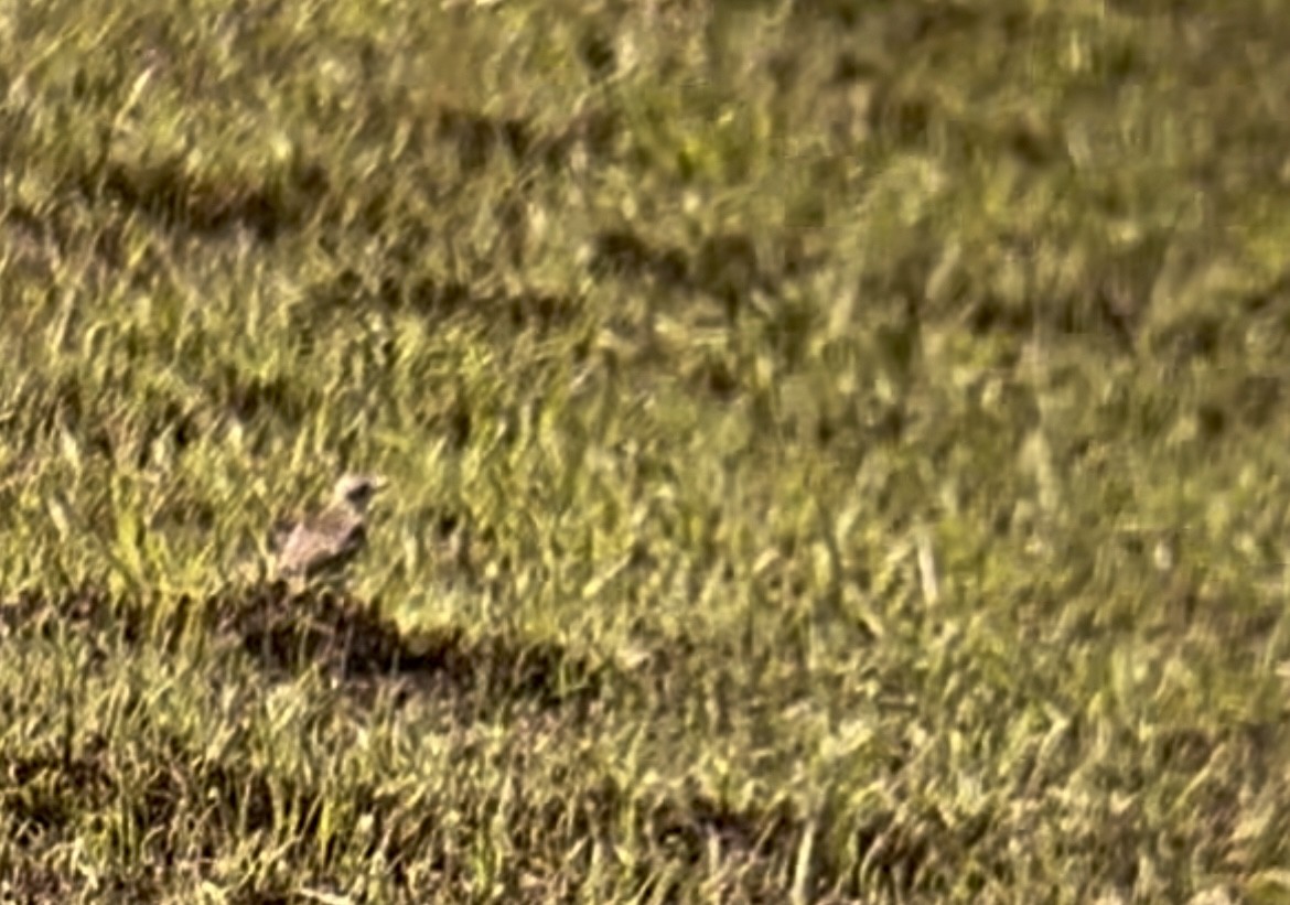 Sprague's Pipit - Logan Anderson