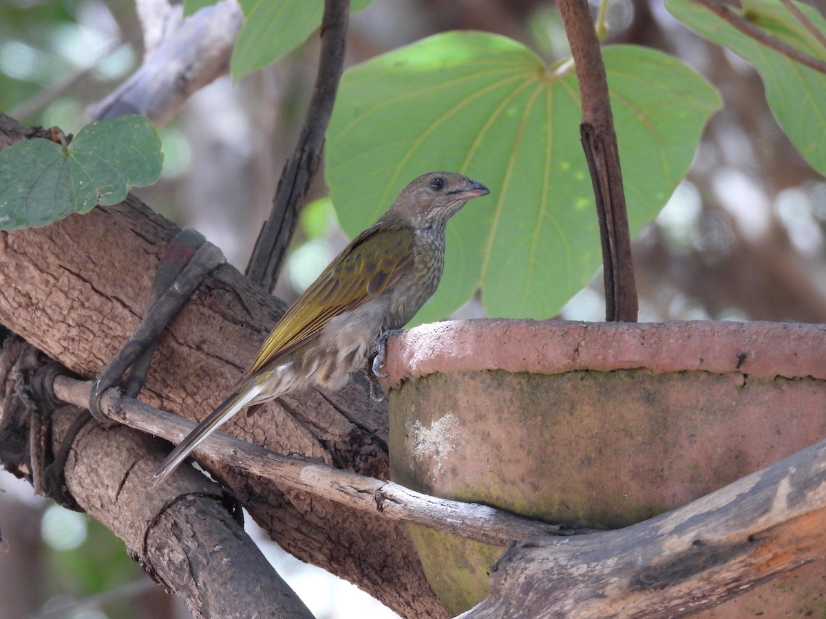 Spotted Honeyguide - ML617737739