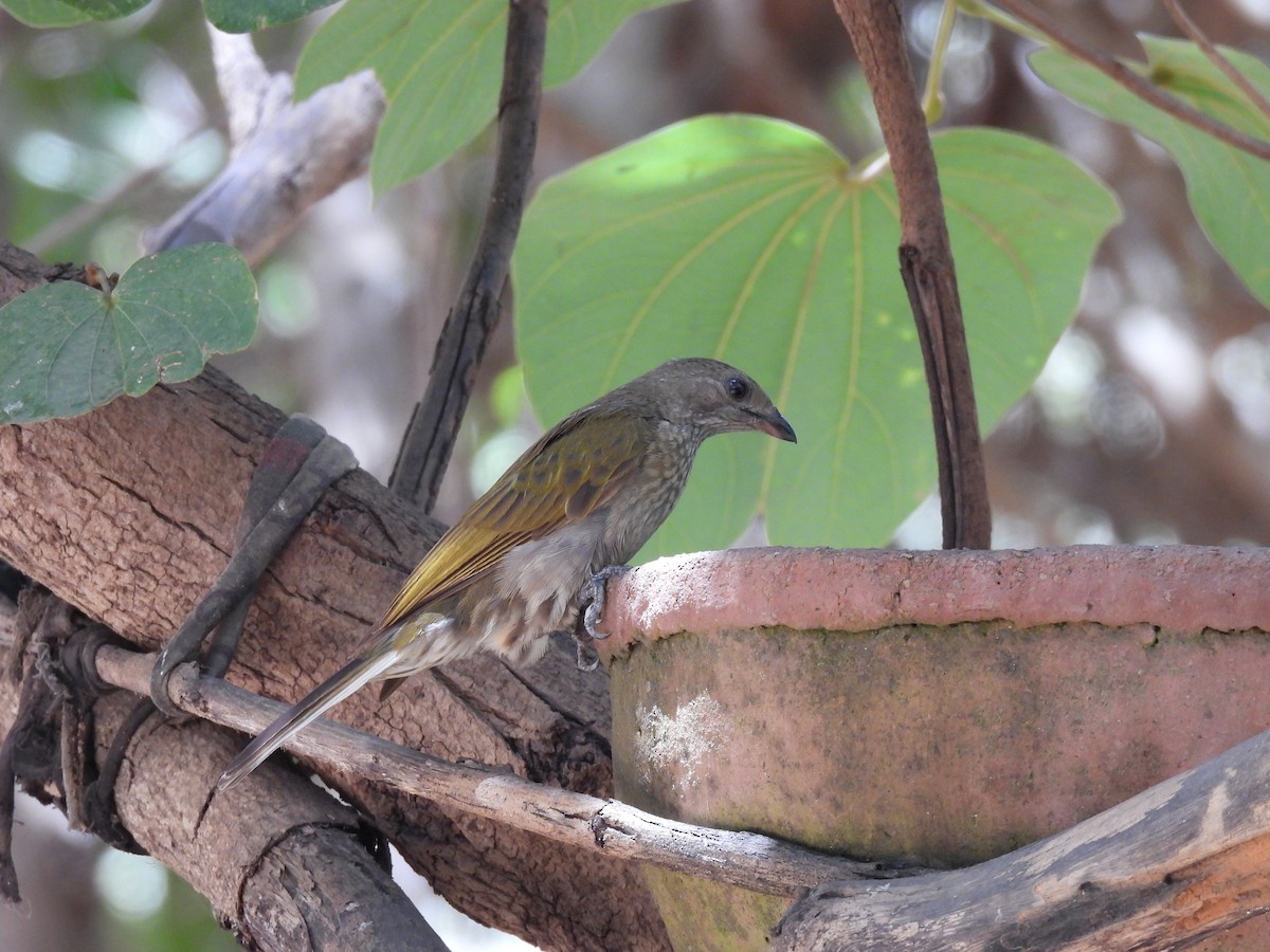 Spotted Honeyguide - Toby Phelps