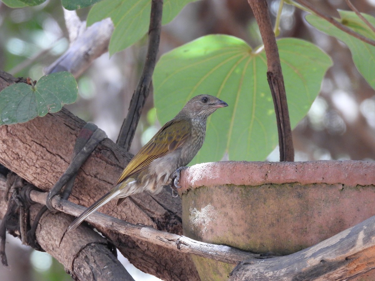 Spotted Honeyguide - ML617737741