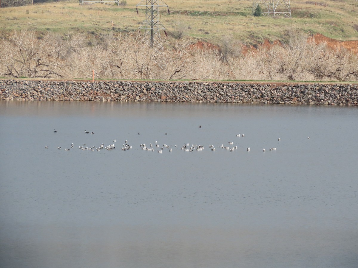 Ring-billed Gull - ML617737743