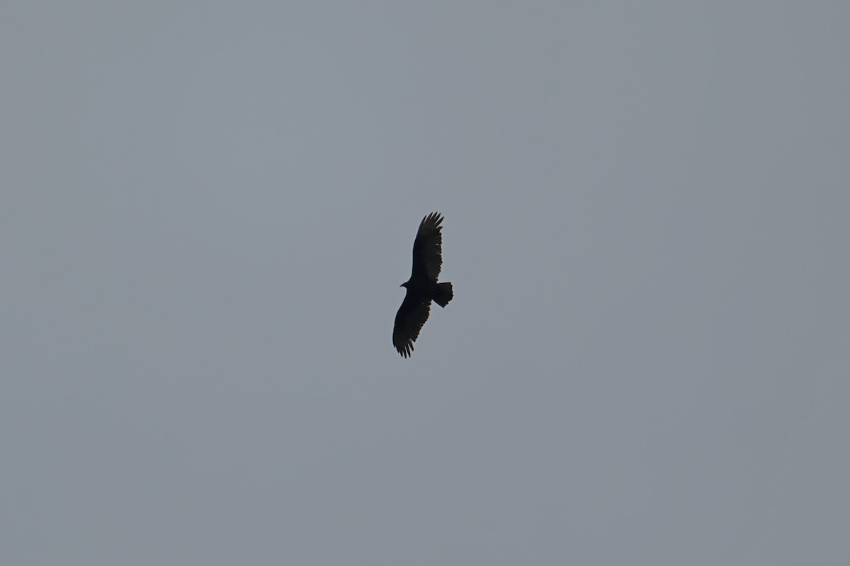 Turkey Vulture - Mike Charest