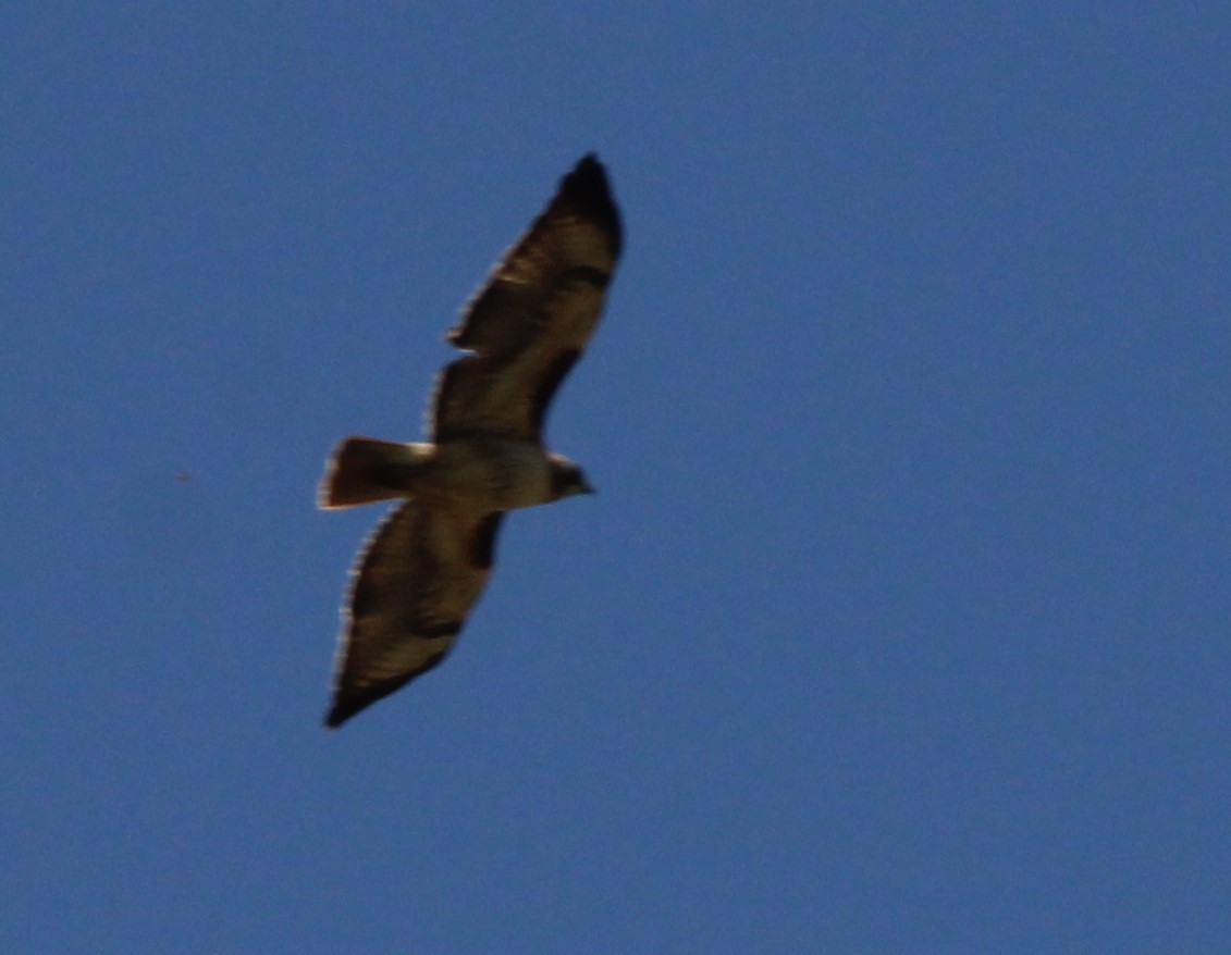 Red-tailed Hawk - ML617737768
