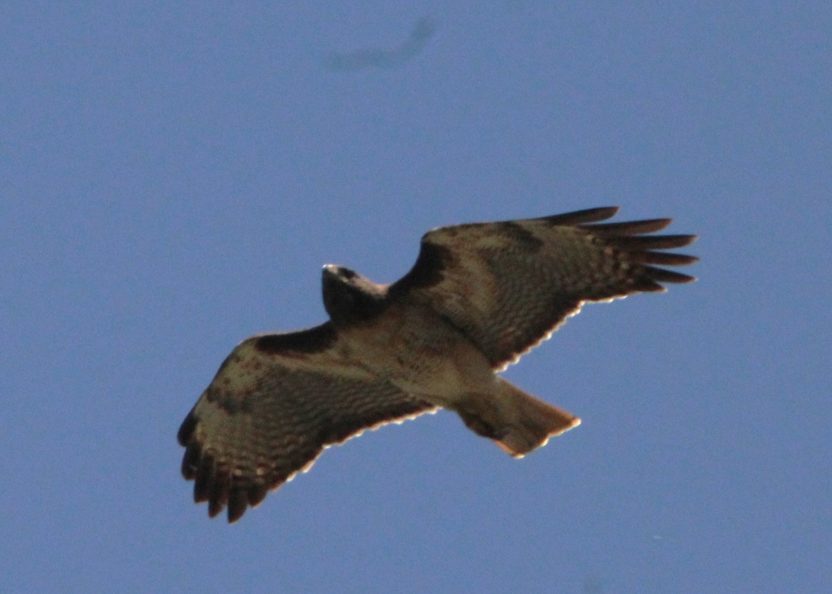 Red-tailed Hawk - ML617737769