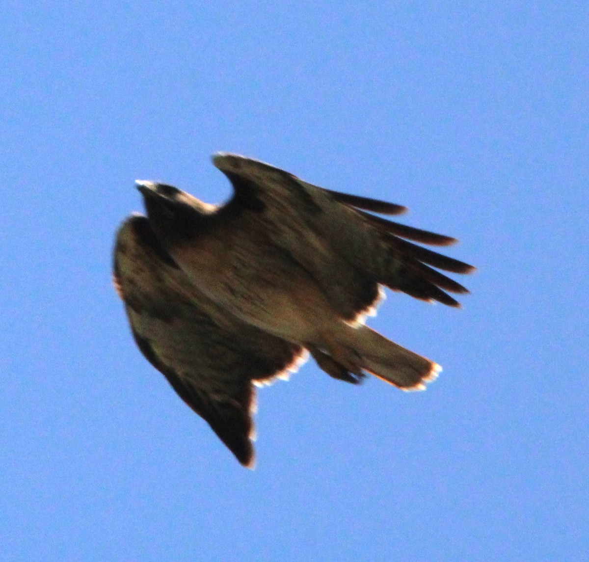 Red-tailed Hawk - ML617737770