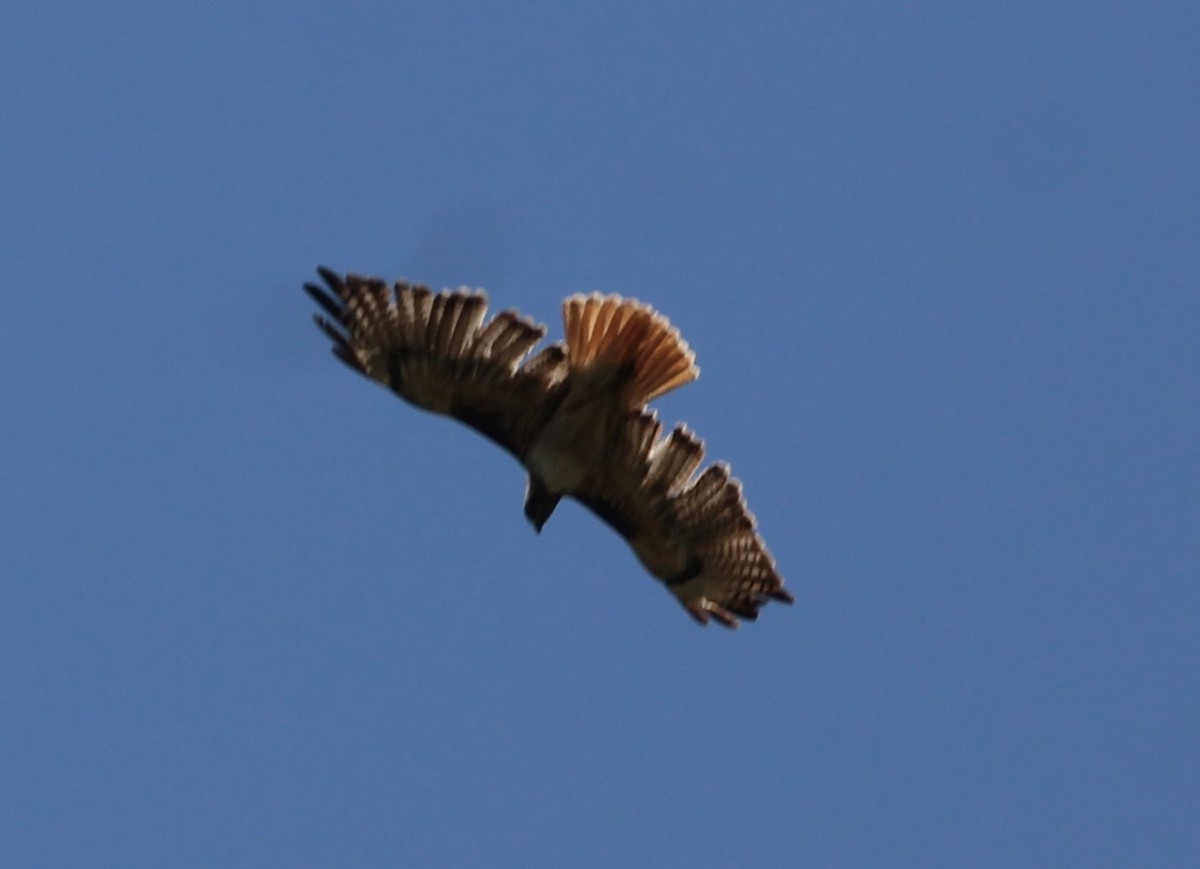 Red-tailed Hawk - ML617737772