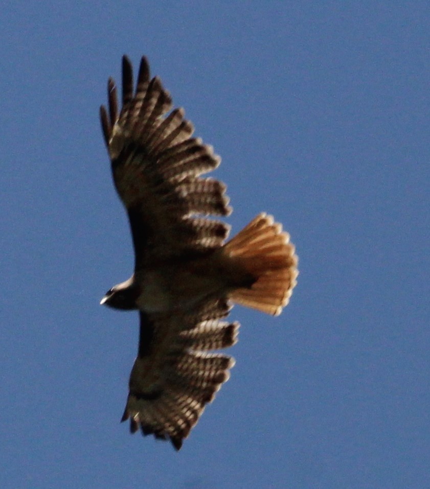 Red-tailed Hawk - ML617737773