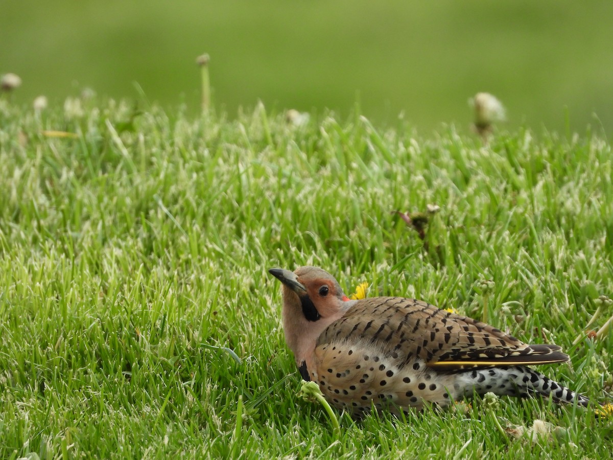 Northern Flicker - ML617737777