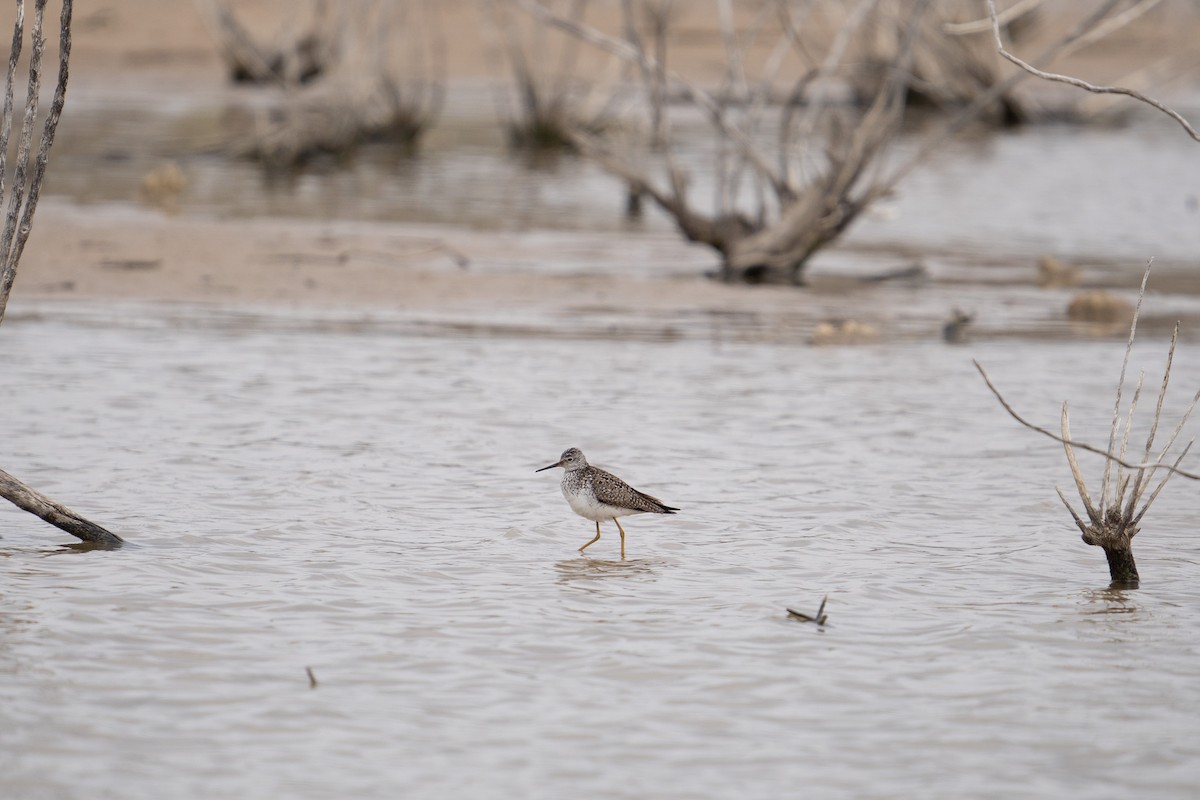 Lesser Yellowlegs - Kendall Van Zanten