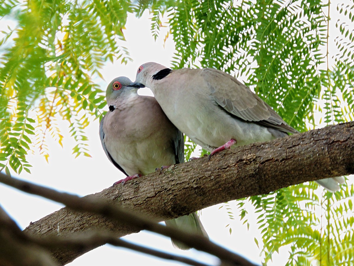 Mourning Collared-Dove - Andrew Cauldwell