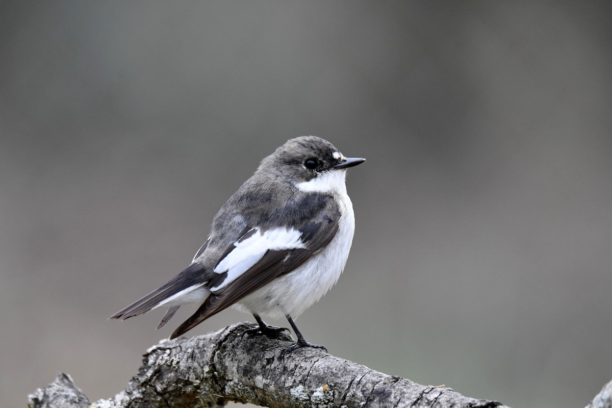 European Pied Flycatcher - ML617737838