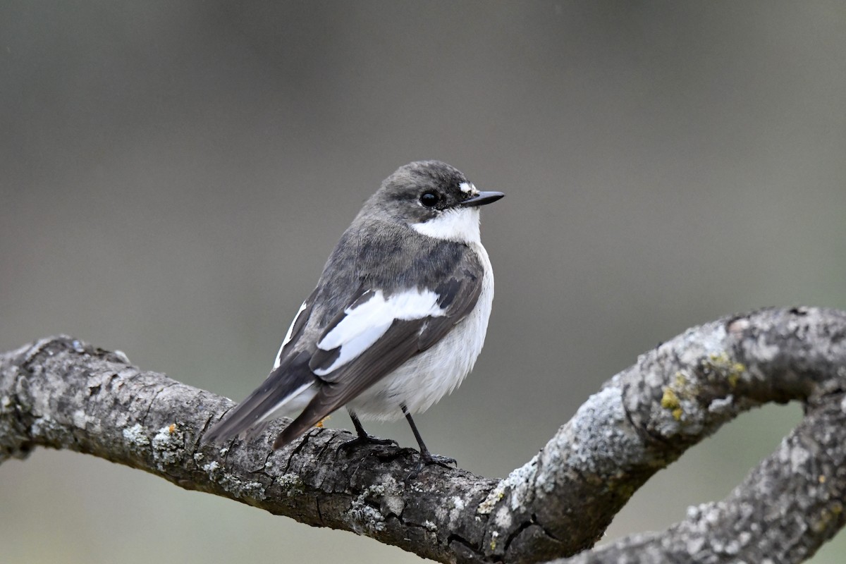 European Pied Flycatcher - ML617737839