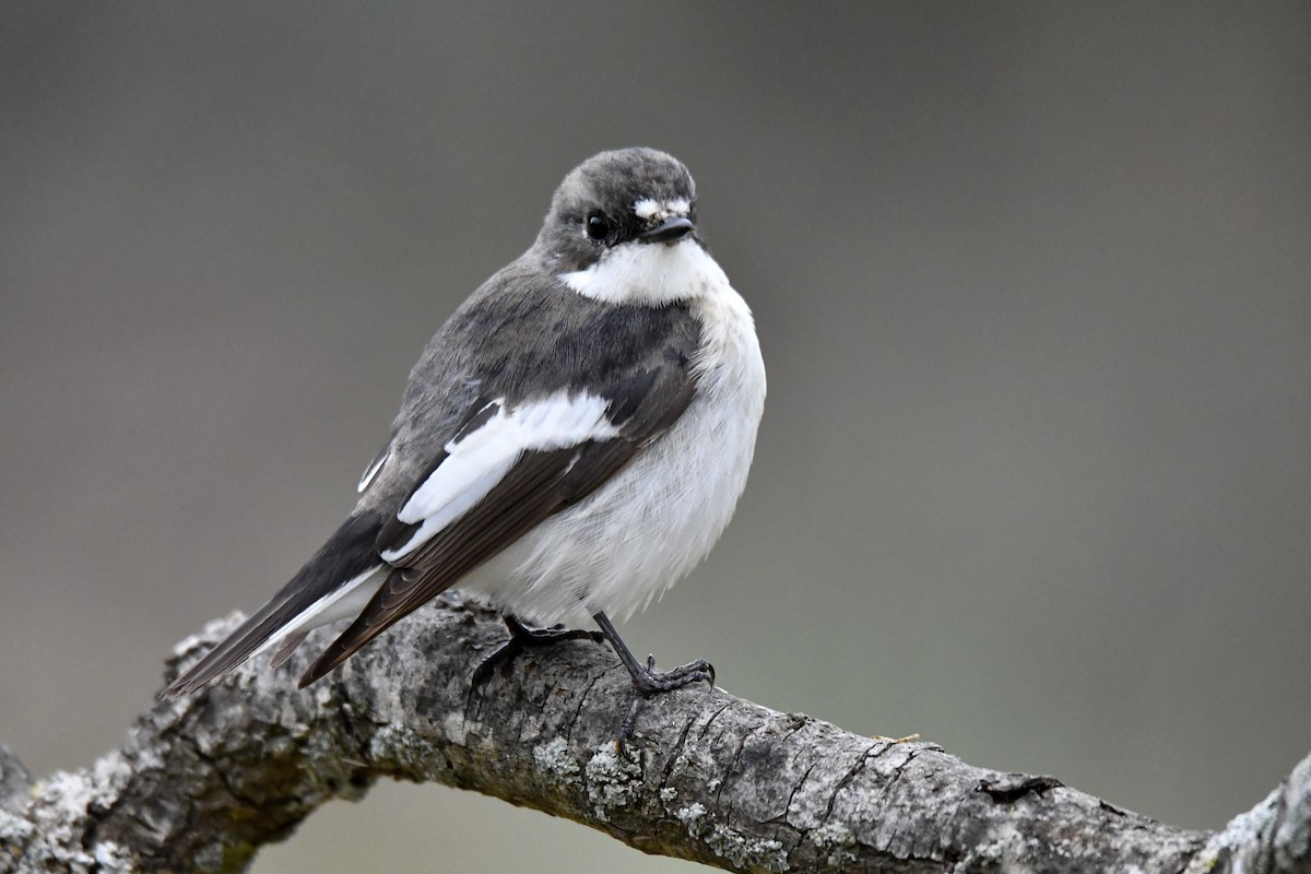 European Pied Flycatcher - ML617737840