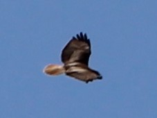 Red-tailed Hawk - ML617737853