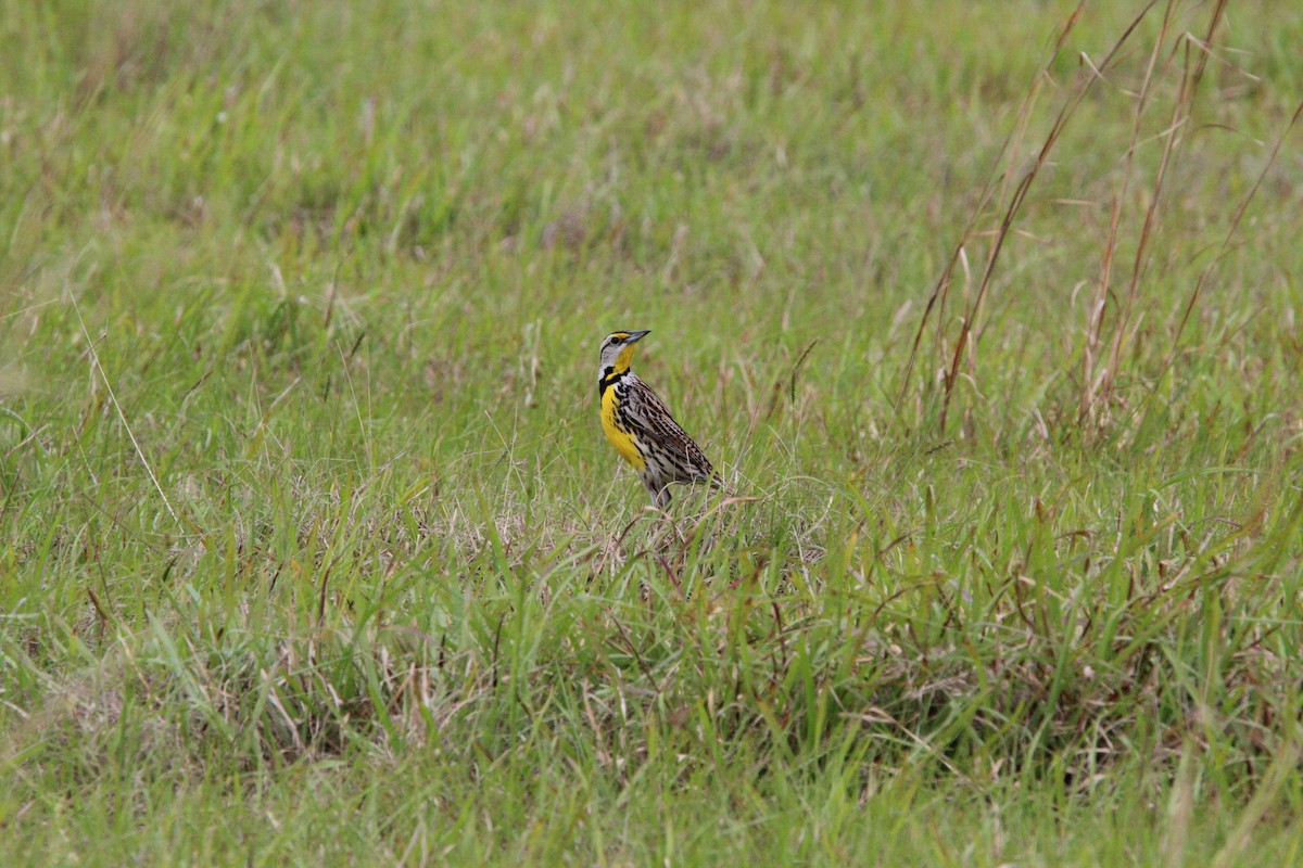 Eastern Meadowlark - ML617737858