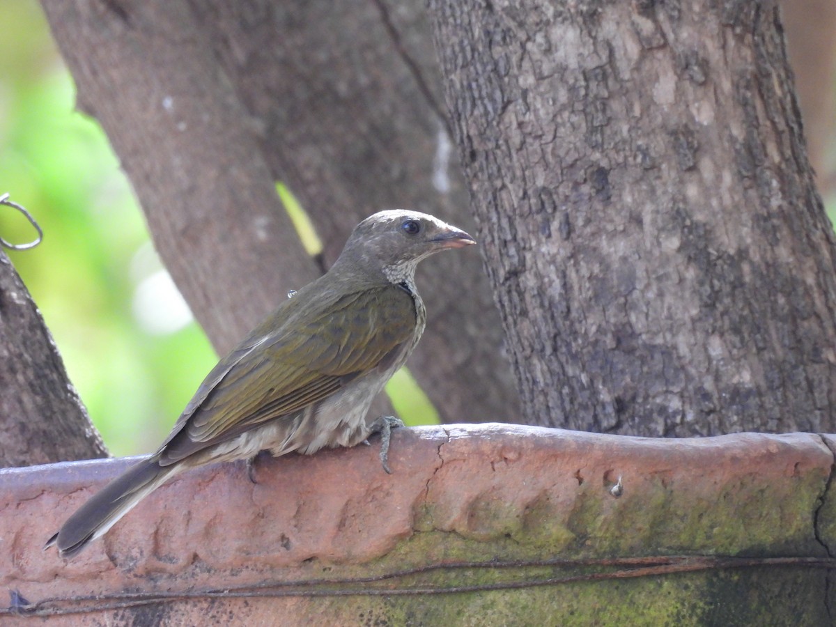 Spotted Honeyguide - ML617737870